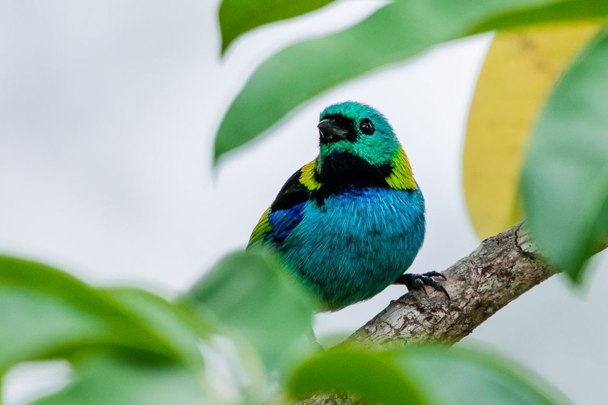 Bertioga transforma observação de aves em programa gratuito para toda a família