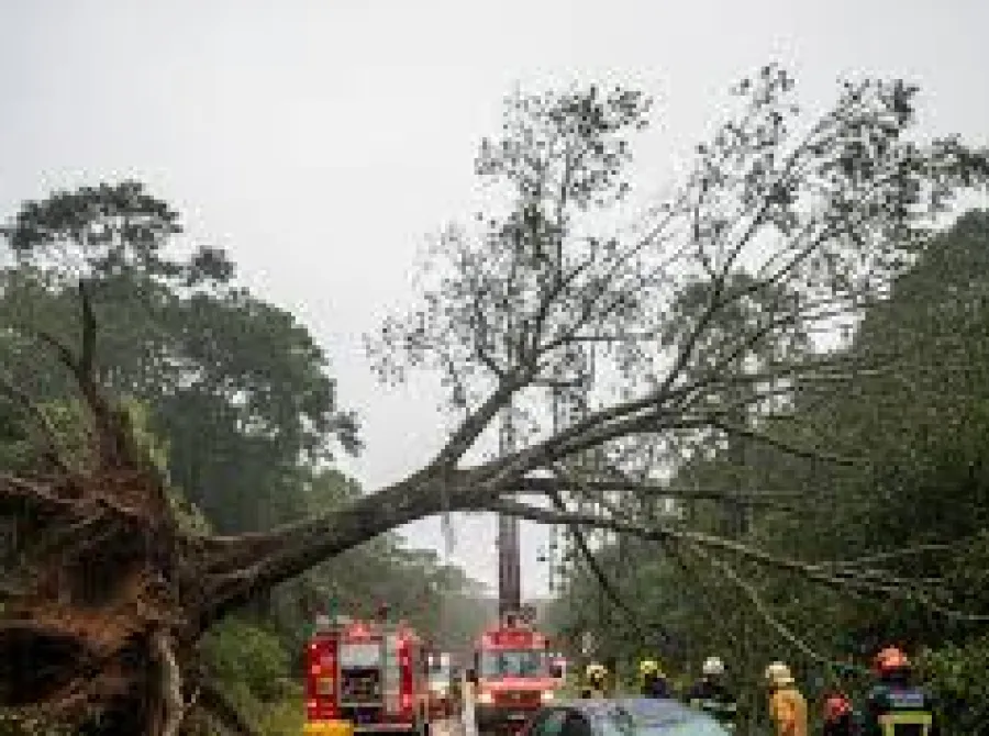 Chuvas em SP: mulher morre após carro ser atingido por árvore; mortes chegam a 10 no Estado