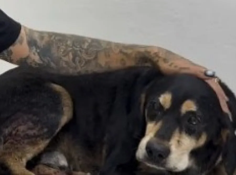 Cachorro comunitário é baleado por policial militar no RS