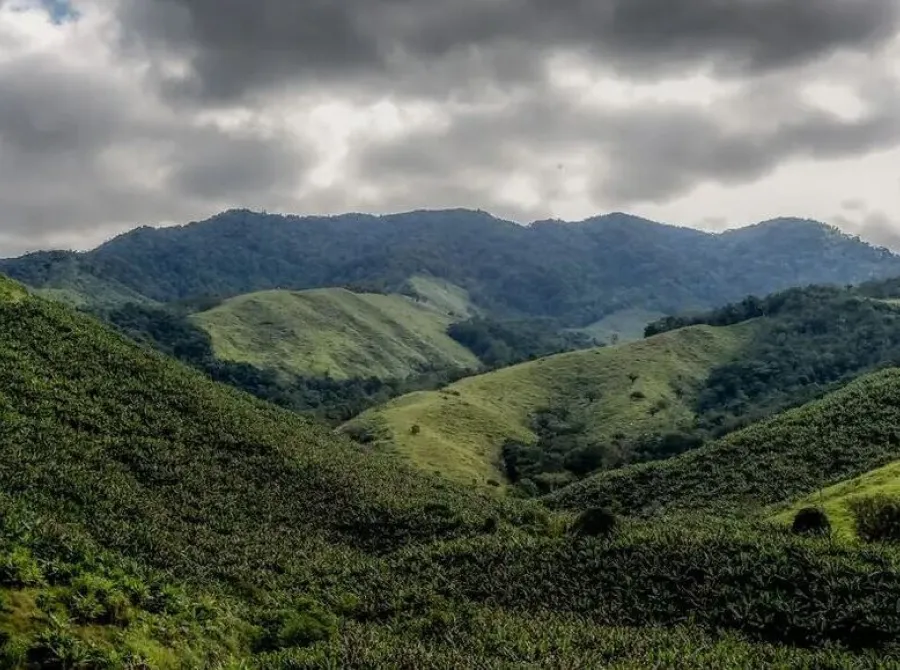 Por que a Mata Atlântica enfrenta 'encruzilhada' entre desmatamento zero e extinção