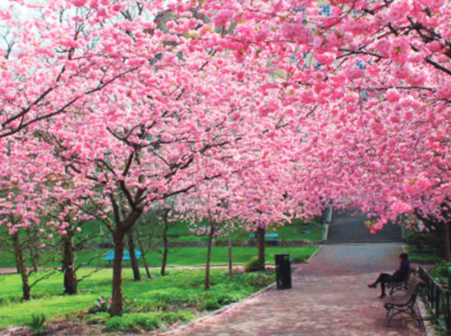 Cerejeiras florescem no Parque do Carmo e marcam início da temporada 2026 em São Paulo