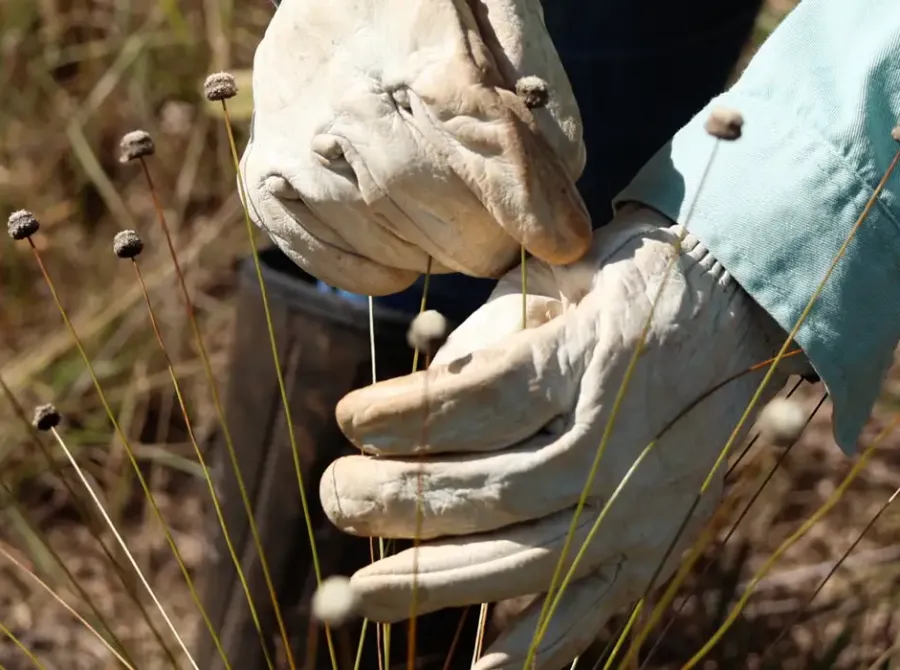 Pesquisadores encontram plantas que eram consideradas extintas há 30 anos no Brasil