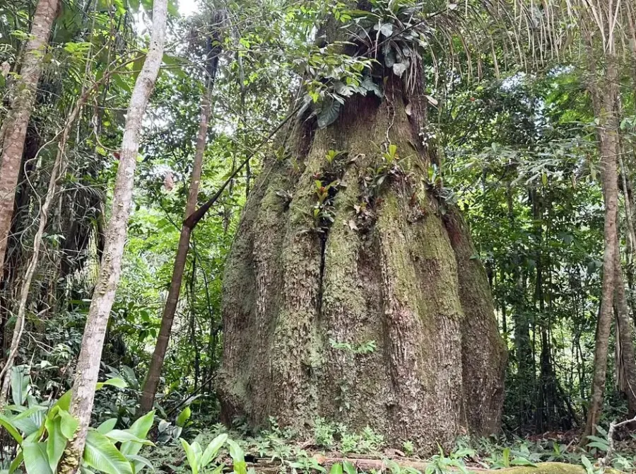 Amazonas ganha quatro novas reservas e amplia proteção de 669 mil hectares