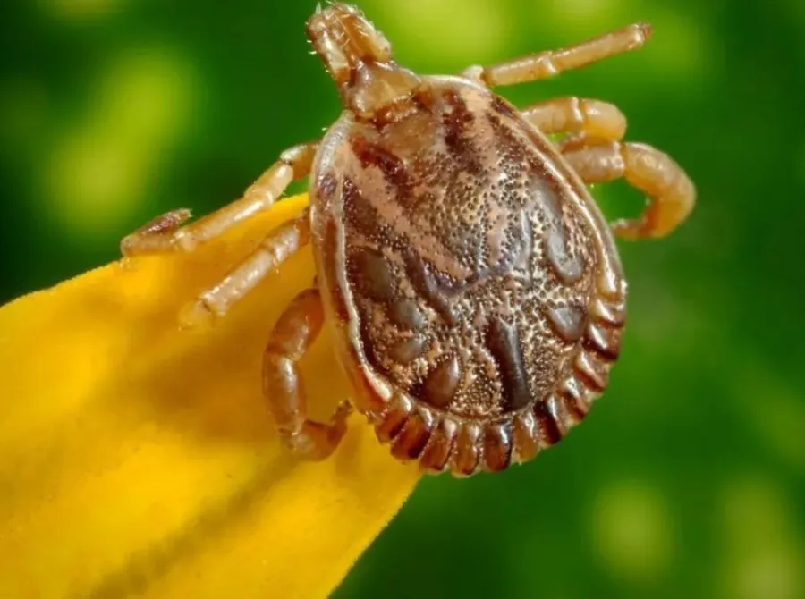 Pesquisa da USP investiga planta invasora que favorece presença de carrapatos transmissores da febre maculosa