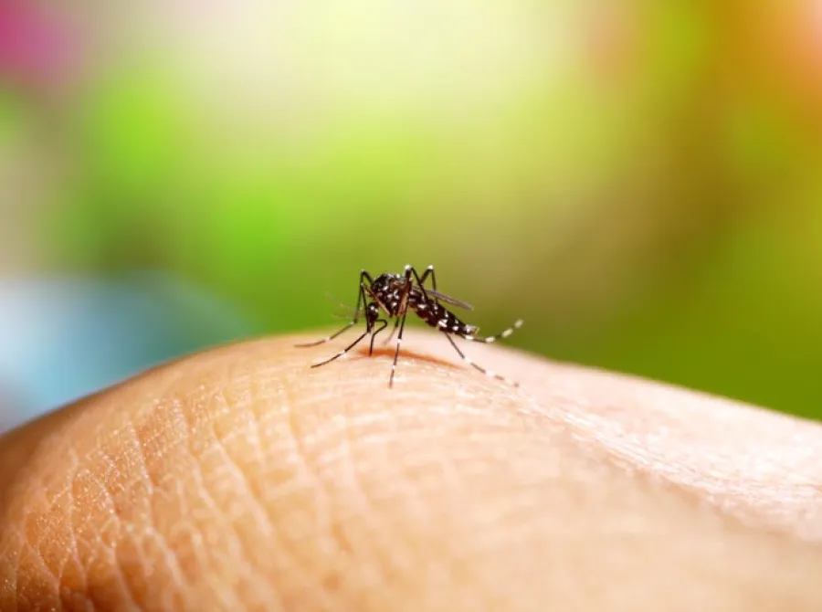 El Niño: SP orienta sobre prevenção e sinais de alerta das arboviroses em função do aumento de chuvas