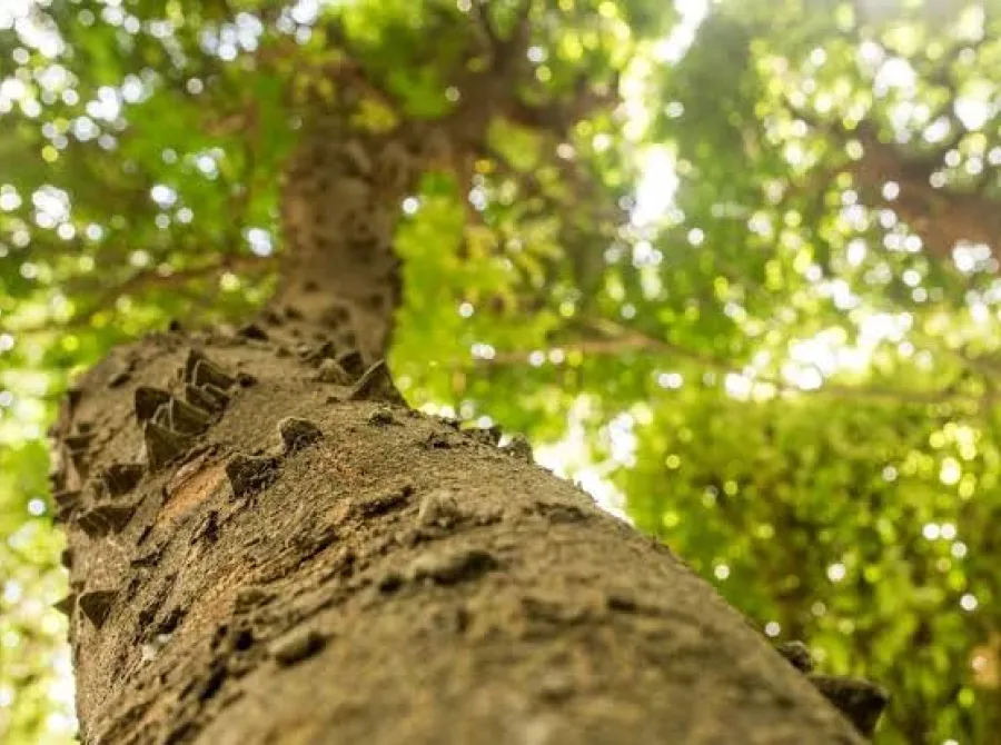 Brasil atualiza lista de plantas ameaçadas de extinção